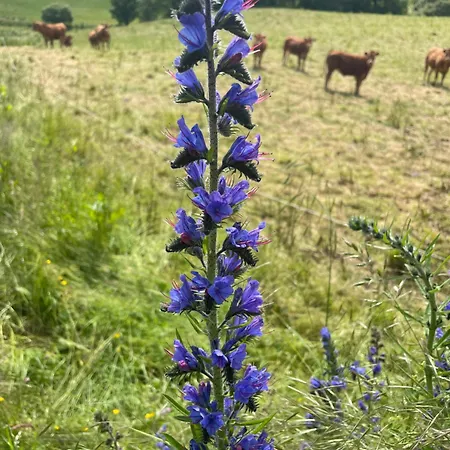Oda ve Kahvaltı La Grange De L'abille 3*