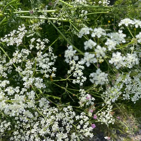La Grange De L'abille